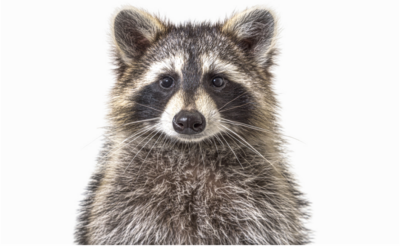 A Raccoon, a Liquor Store, and a Holiday Warning